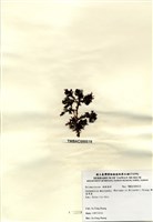 藏品(硬盾果藻)的圖片